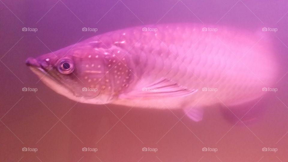 Arowana fish in an aquarium in the room of the house