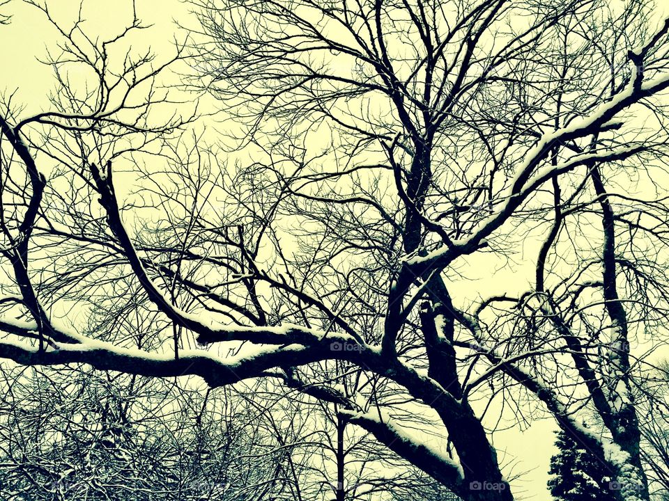 Leafless tree with snow