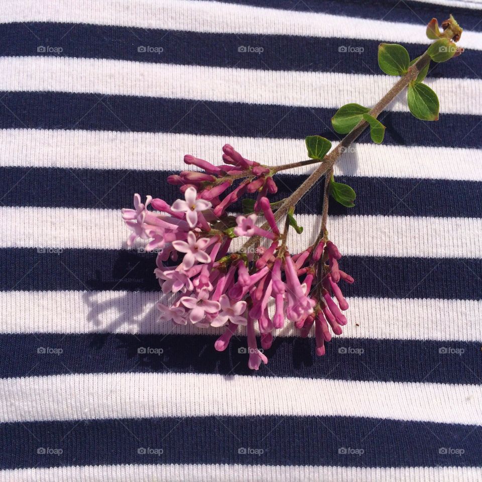 Lilacs