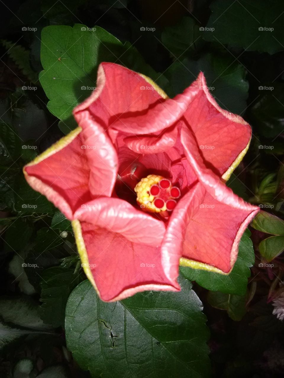 blooming hibiscus
