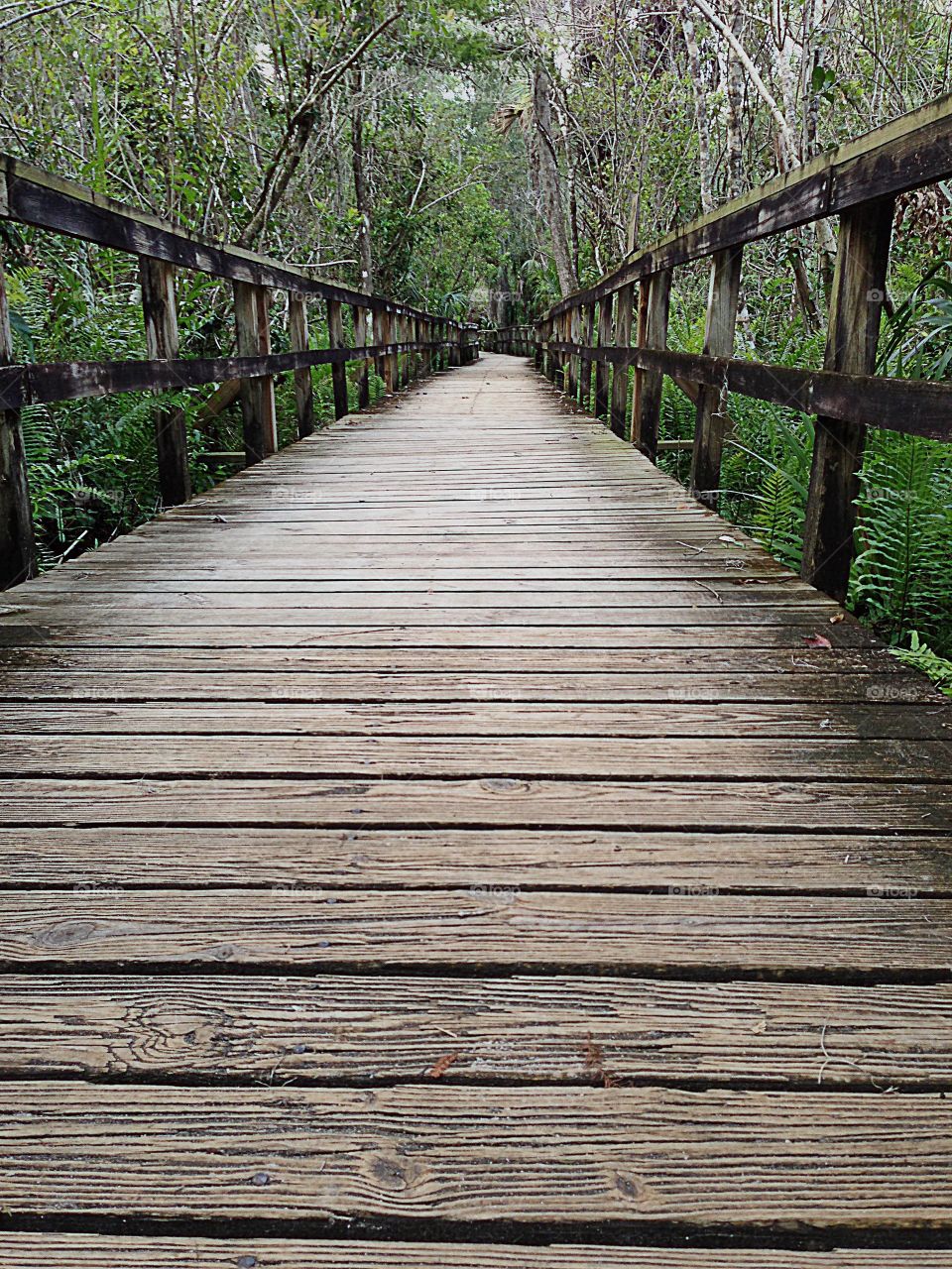 Wooden boardwalk over the creek and into the topical forest.