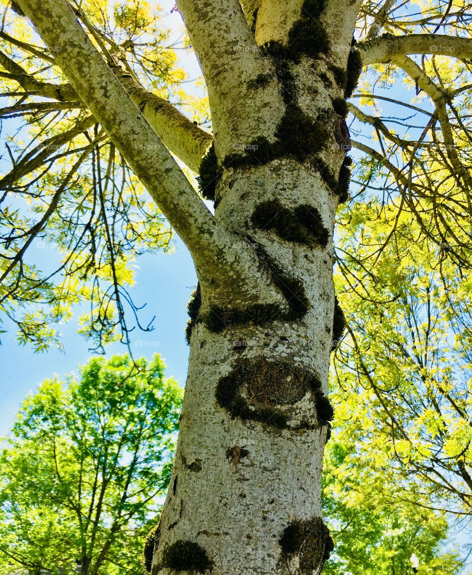 Tree trunk face bark white yellow 