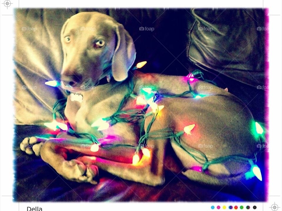 Weimaraner dog wrapped in Christmas lights. Silly.