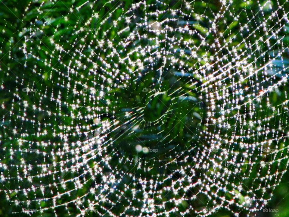 spider web