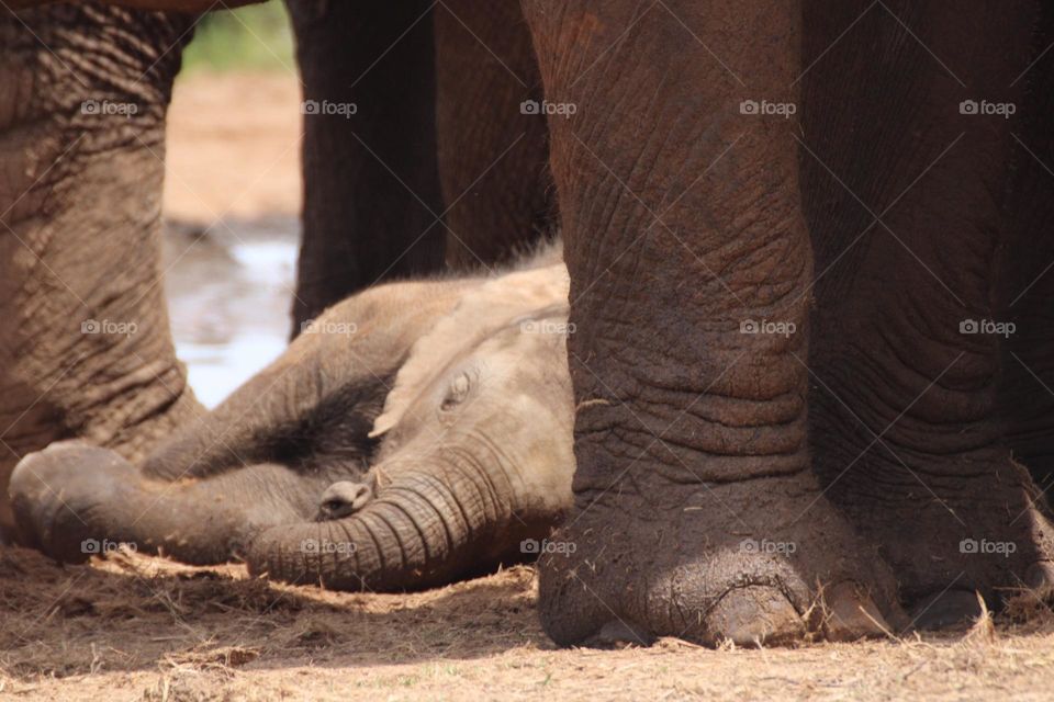 A baby elephant sleeping under his or her mum 