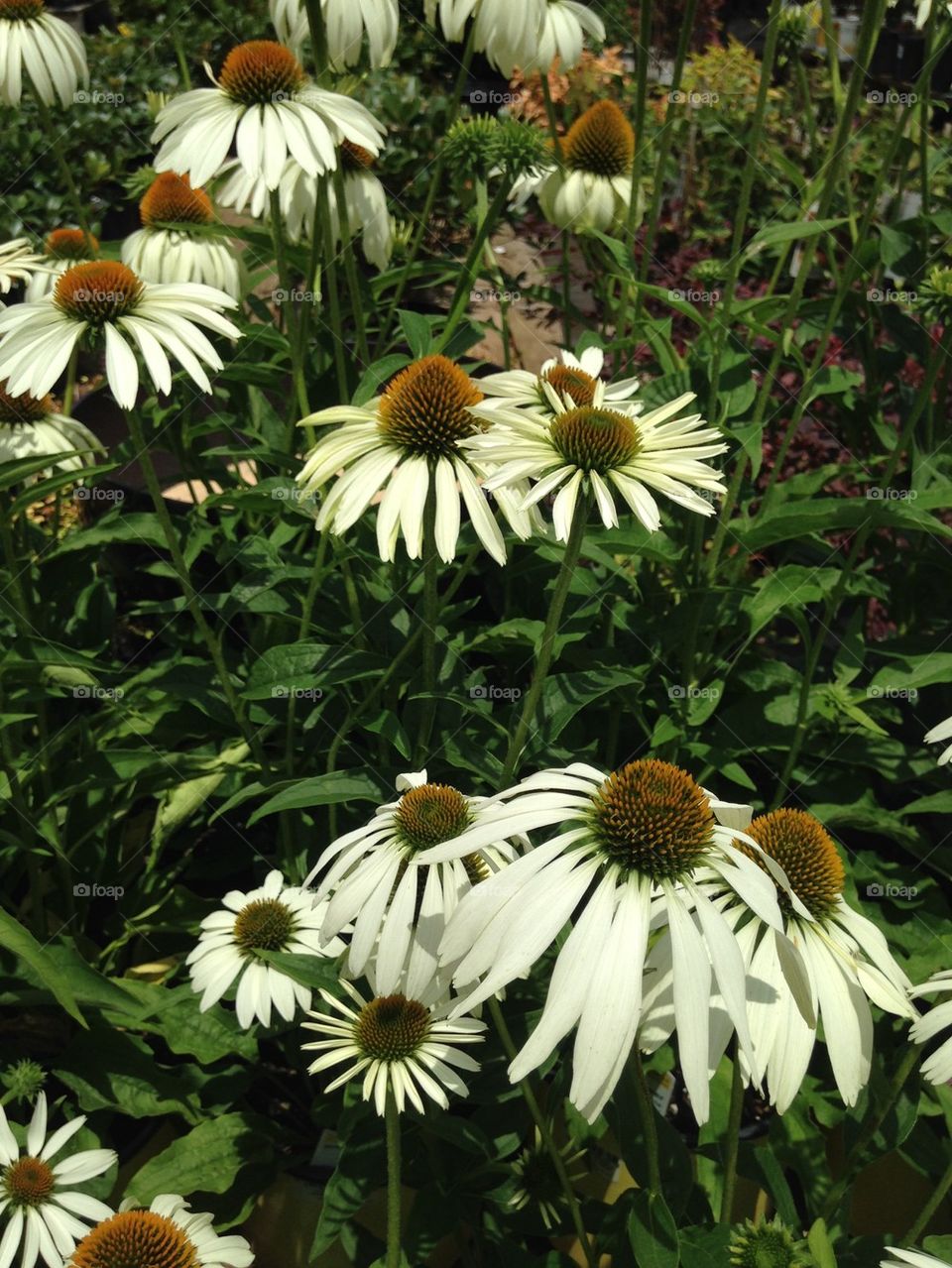 Elevated view of flowers on field