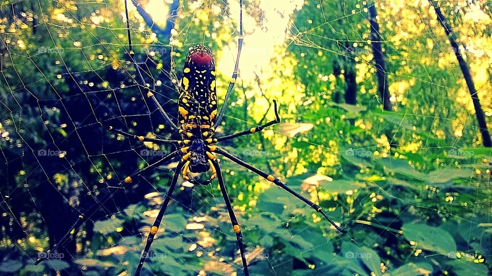 spider