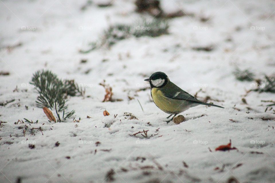 Incredibly beautiful bird