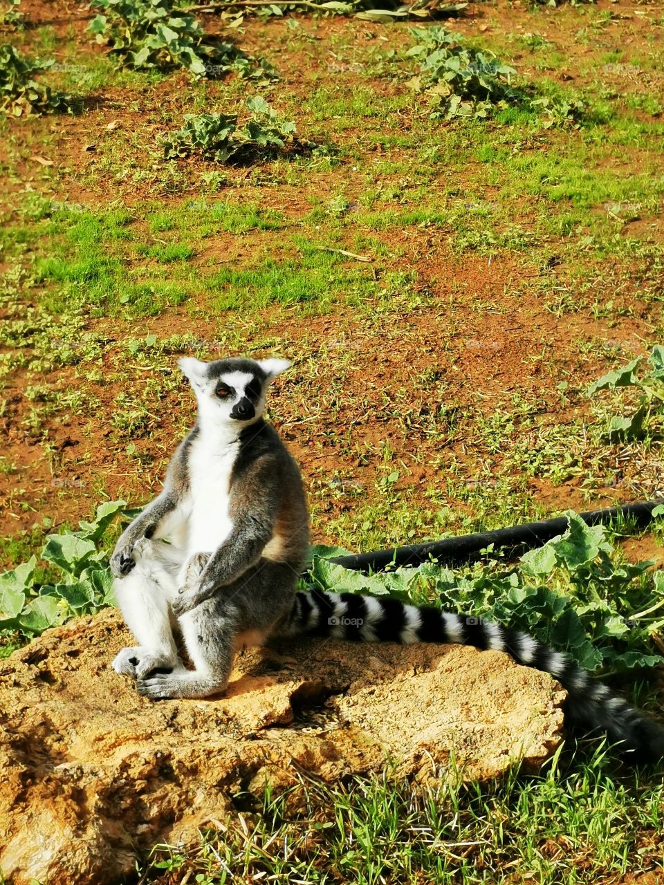 Lemur