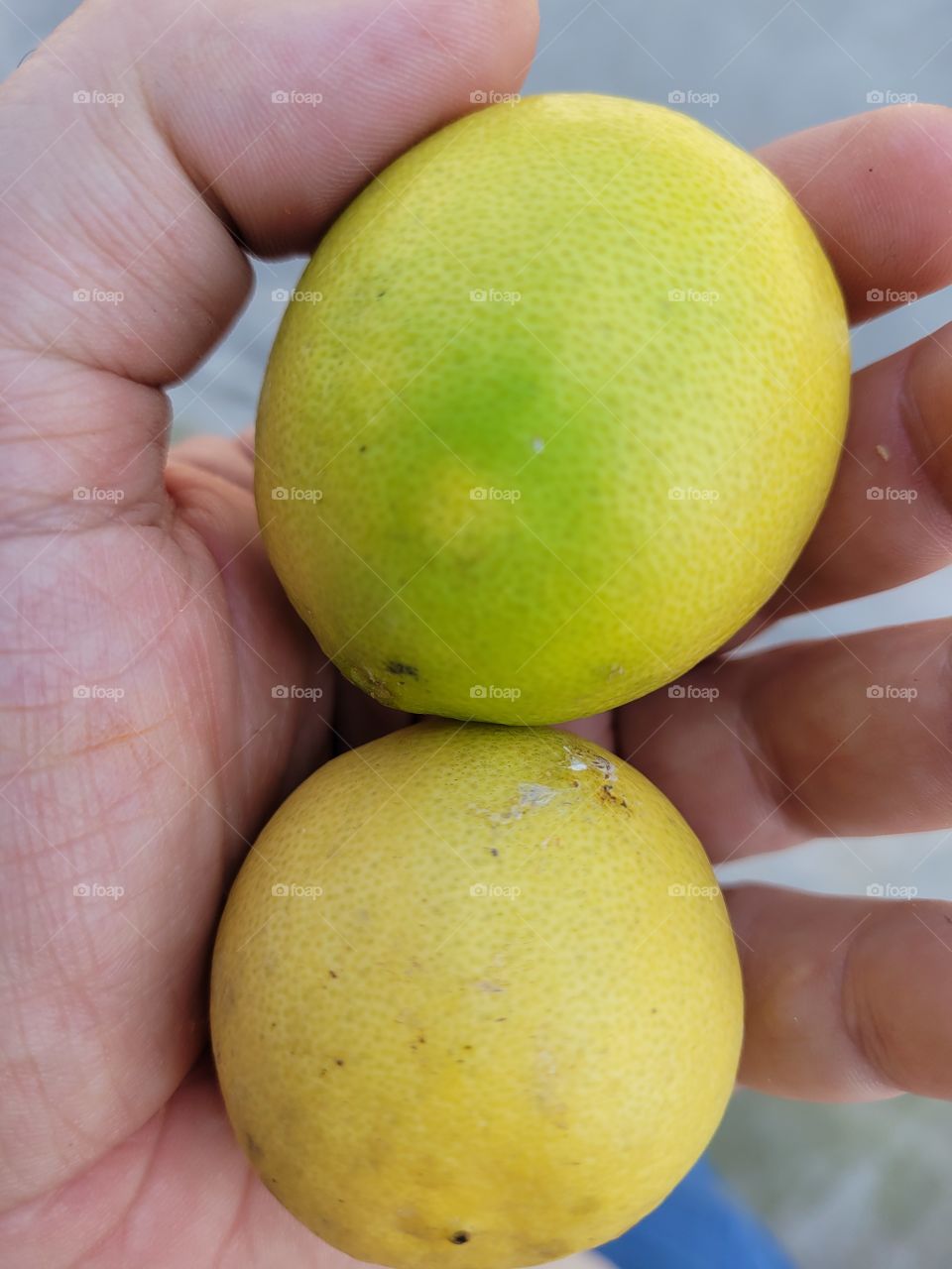 Hermosos limones