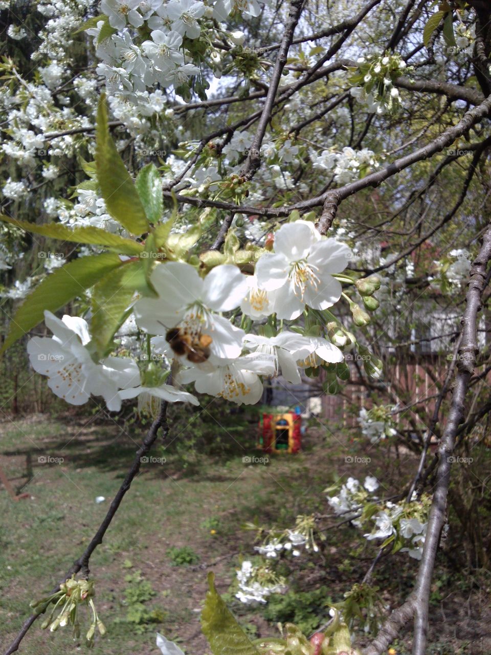 Bee at work