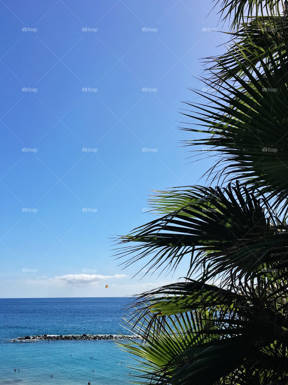 Ocean view framed by palm trees.