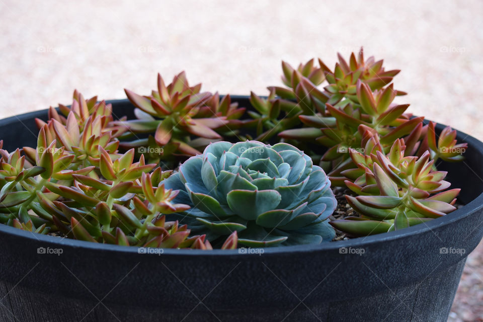 Succulents in pot