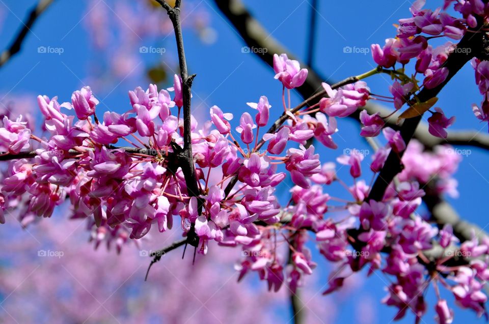 Pink flower blossom on tree branch