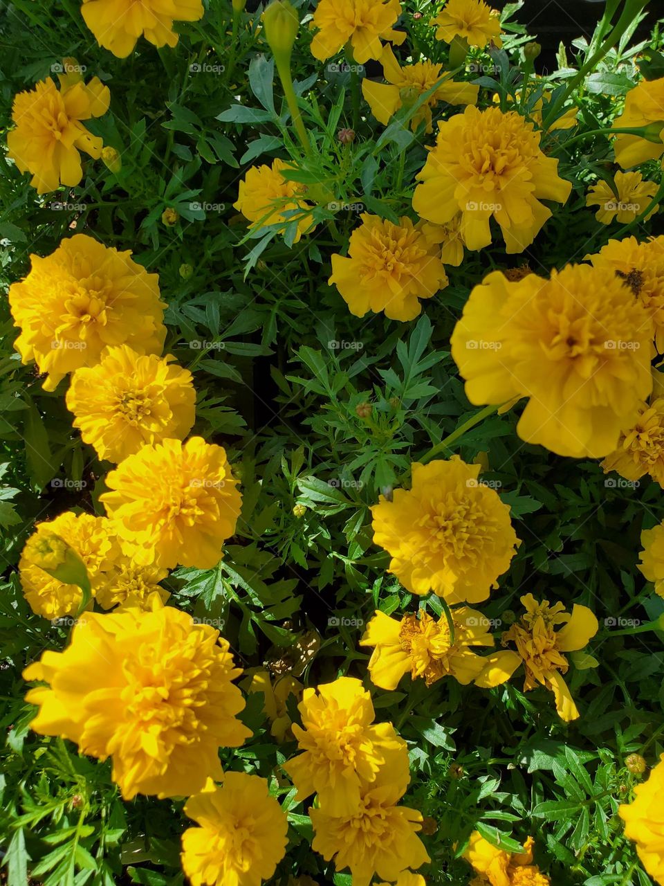 Yellow Marigolds in Bloom