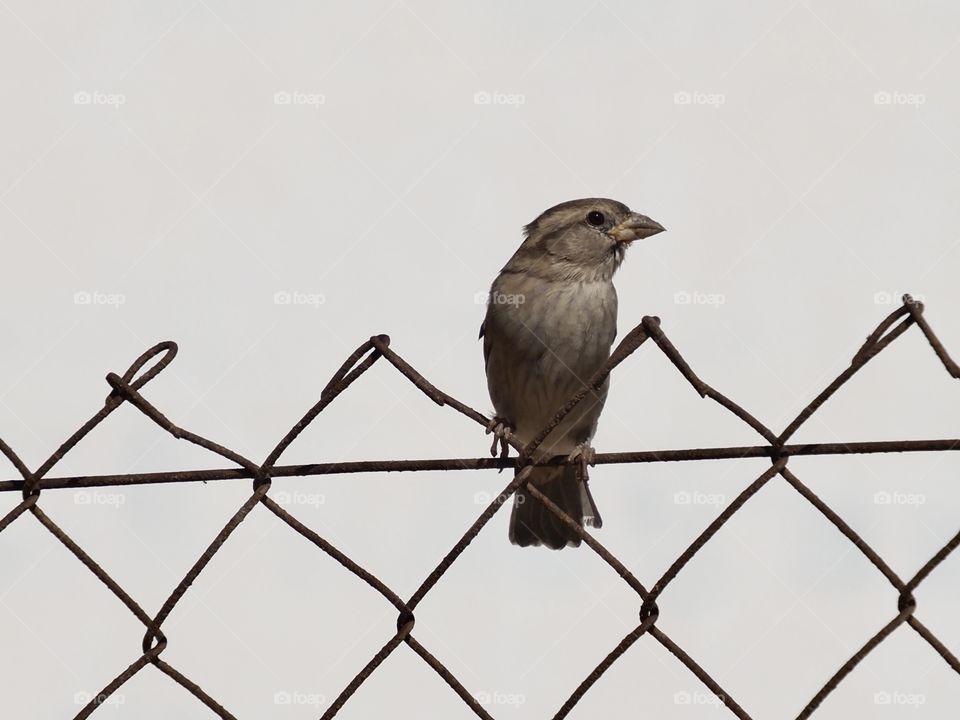 Sparrow