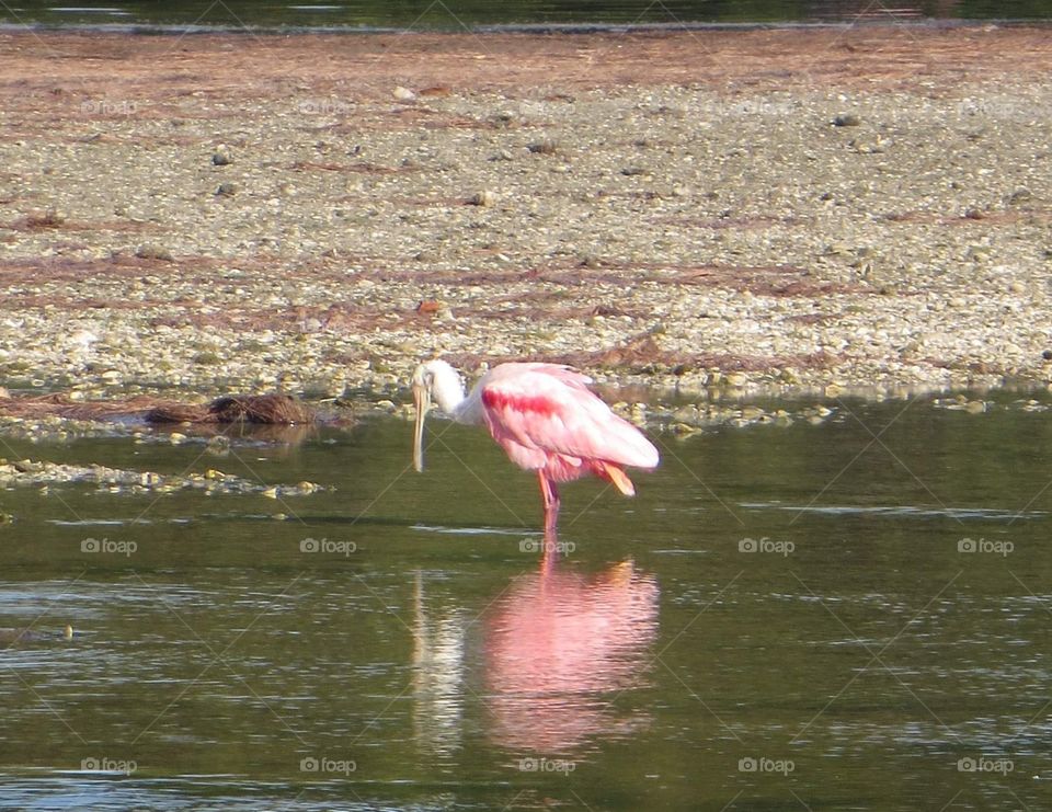 roseate spoonbill bird