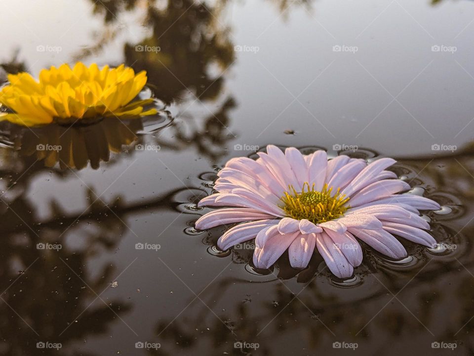 yellow and white flowers on the water