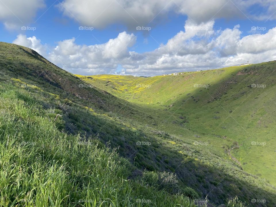 Flower Fields in spring 
