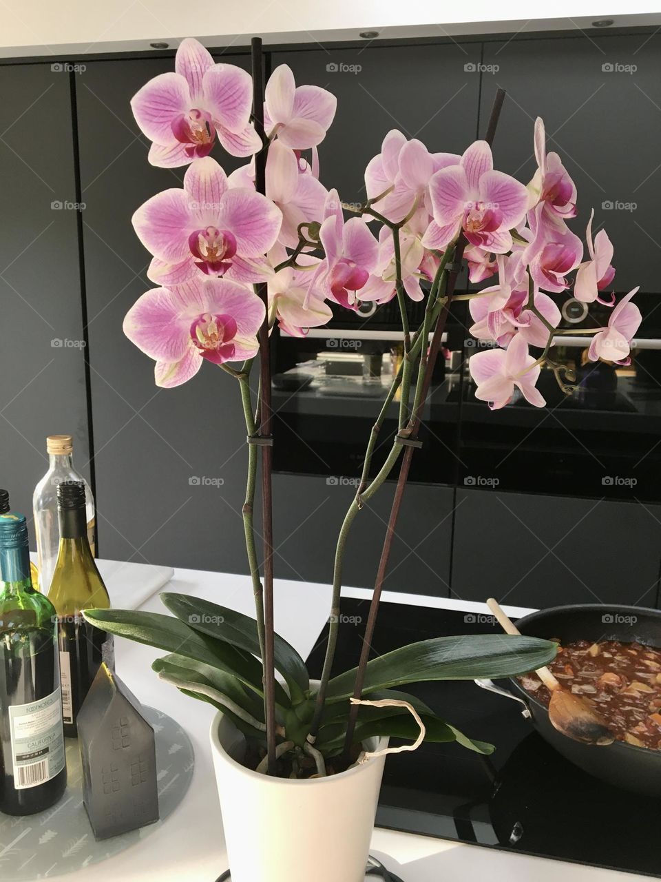 Pink orchid in flower in a white ceramic vase 