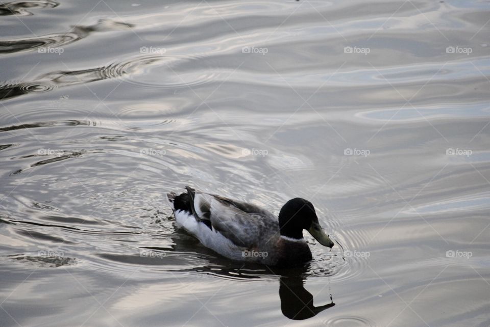 The shadow of the duck
