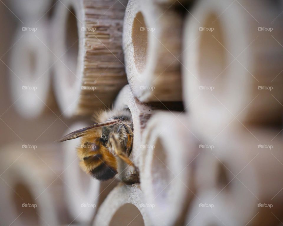 Wild bee at insect hotel