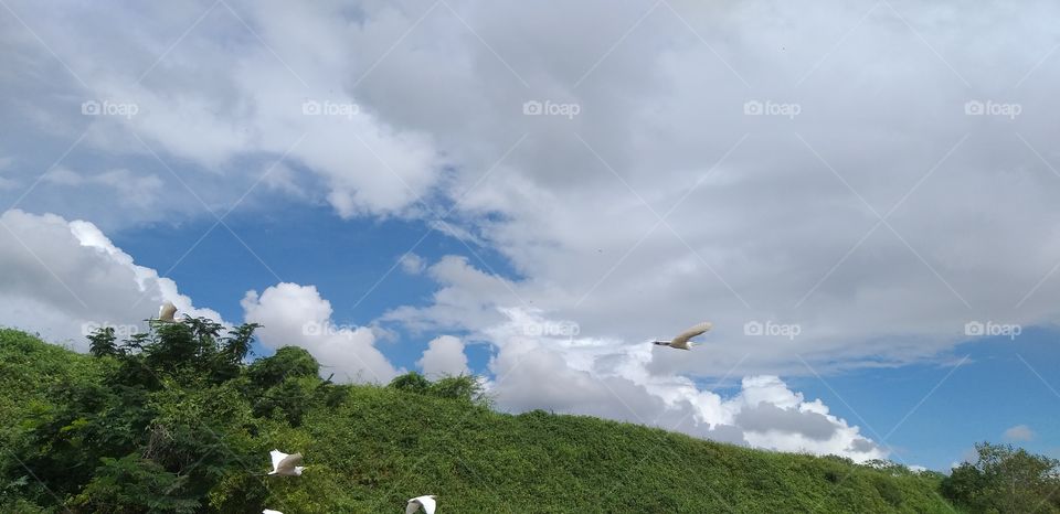 Clouds with birds