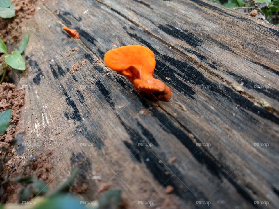 Low angle view of mushroom