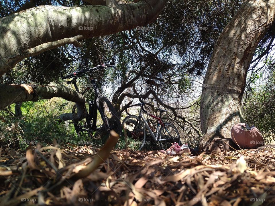 bike and tree in a landscape