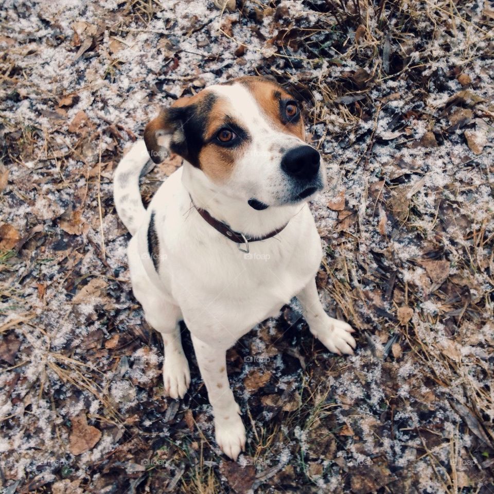 Proud cute dog