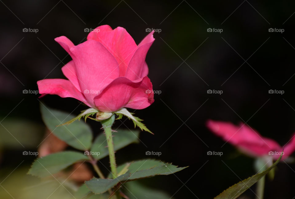 Striking bright pink budding rose in stem and leaves against a very dark contrasting background