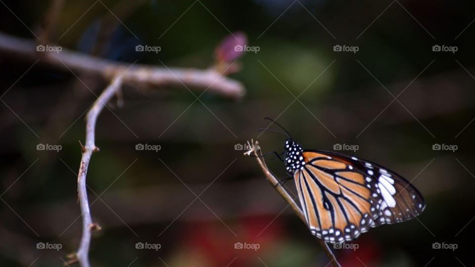 Butterfly closer to earth, easier to photograph and exquisite in details - a good subject.