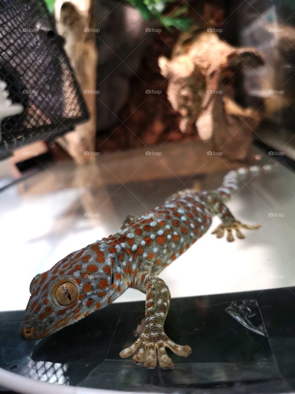 tokay gecko