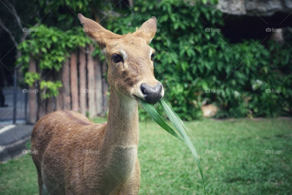 Terrestrial animal, deer eating