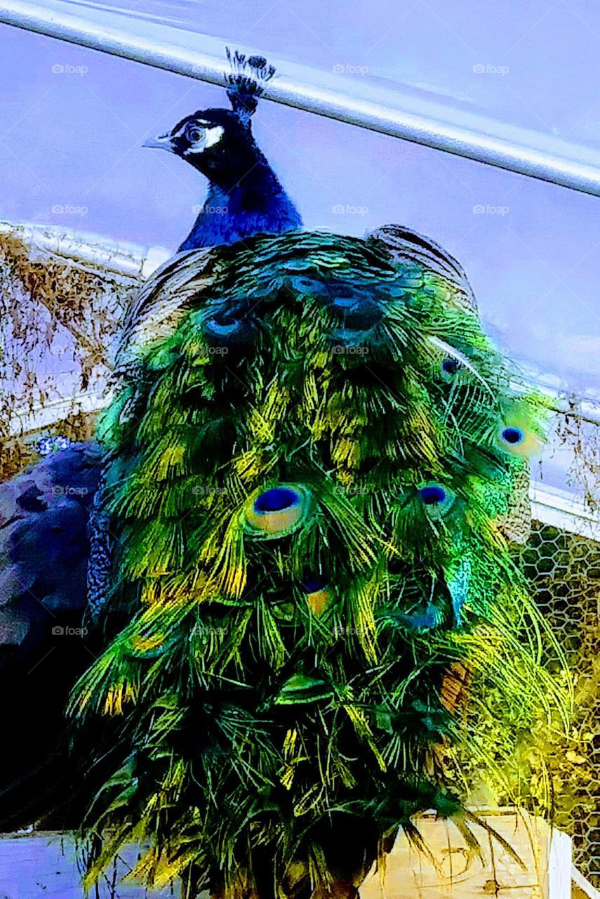 peacock