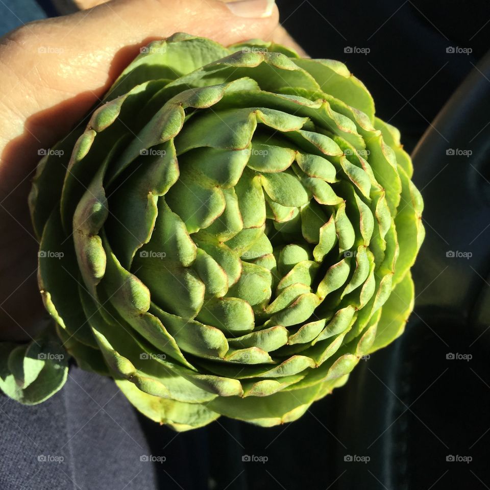 Hand held artichoke 
