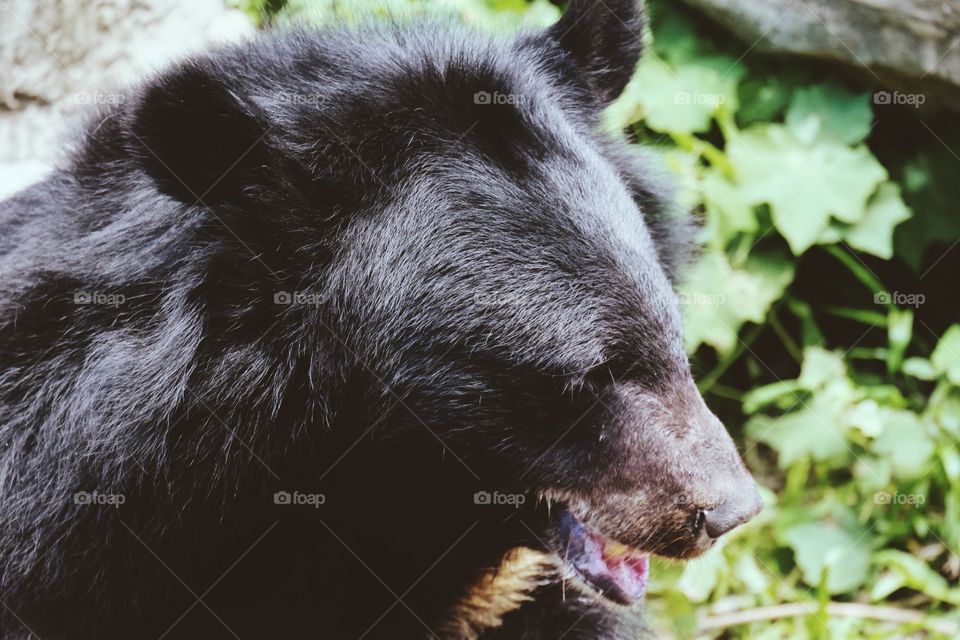 Buffalo Beer in the zoo