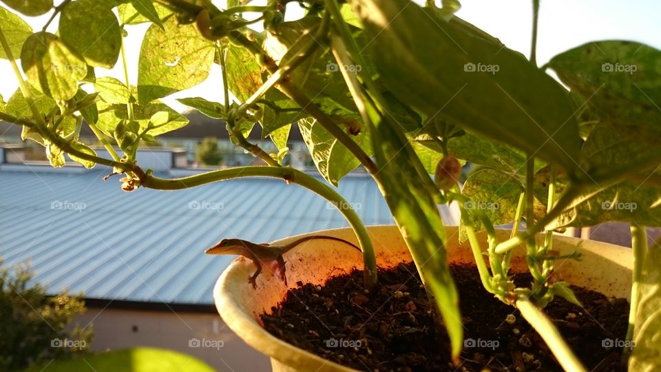 lizard on green bean plant