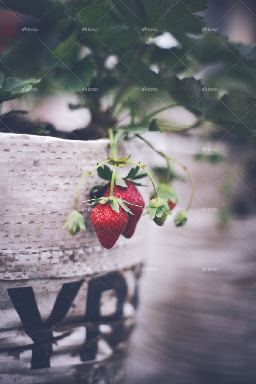 a strawberry tree