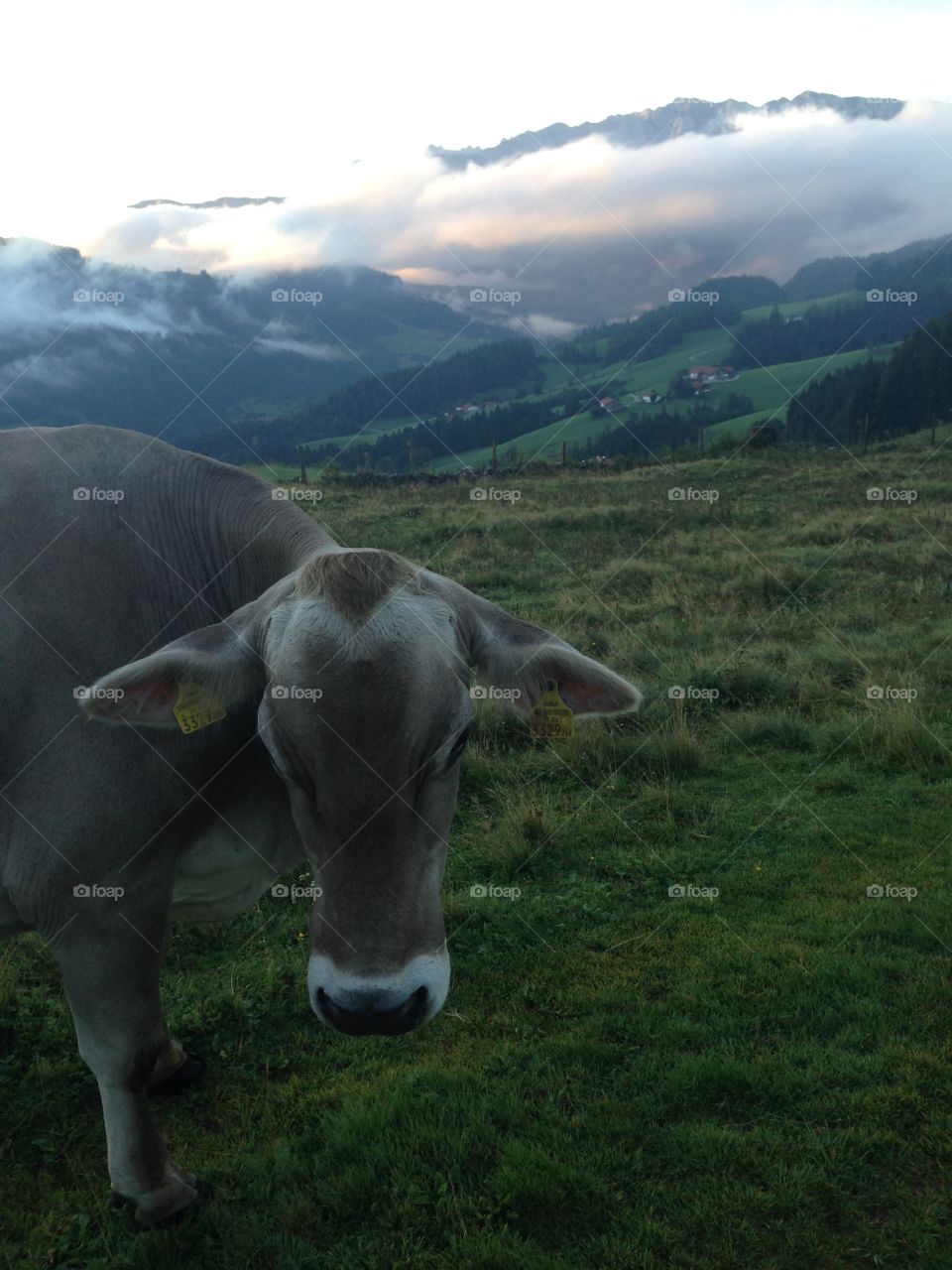 Mountain cow