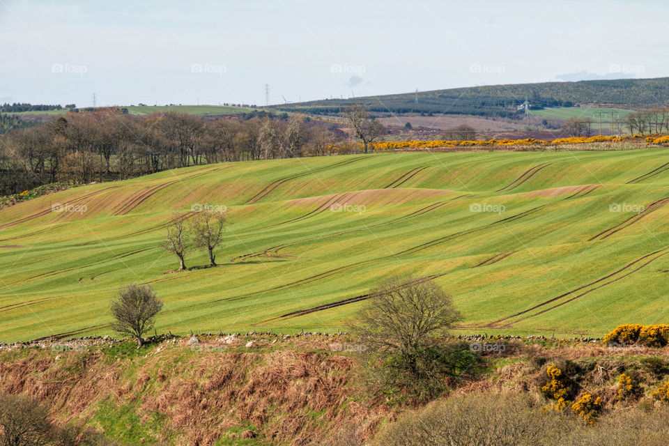 View of agriculture field in Scotland