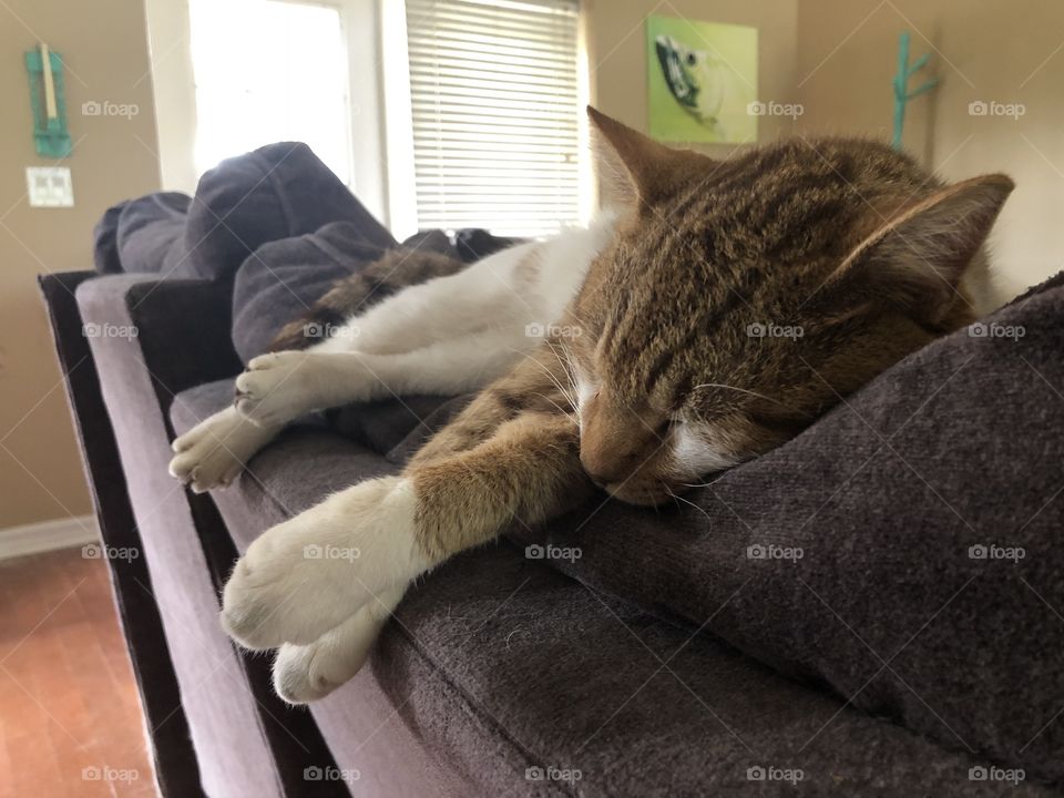 Indoor pet cat sleeping in living room 