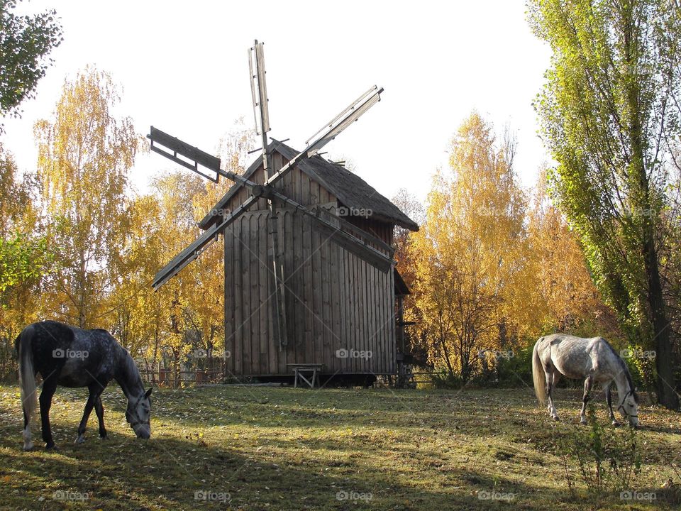 Horses on the background of the windmill