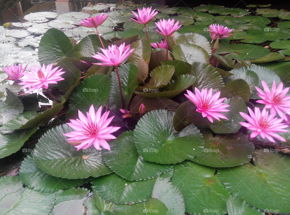 Pool, Flower, Flora, Lotus, Nature
