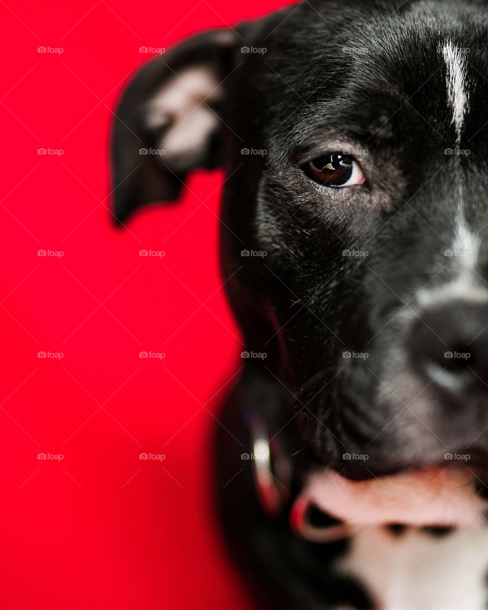 Cute dog poising on the camera,studio