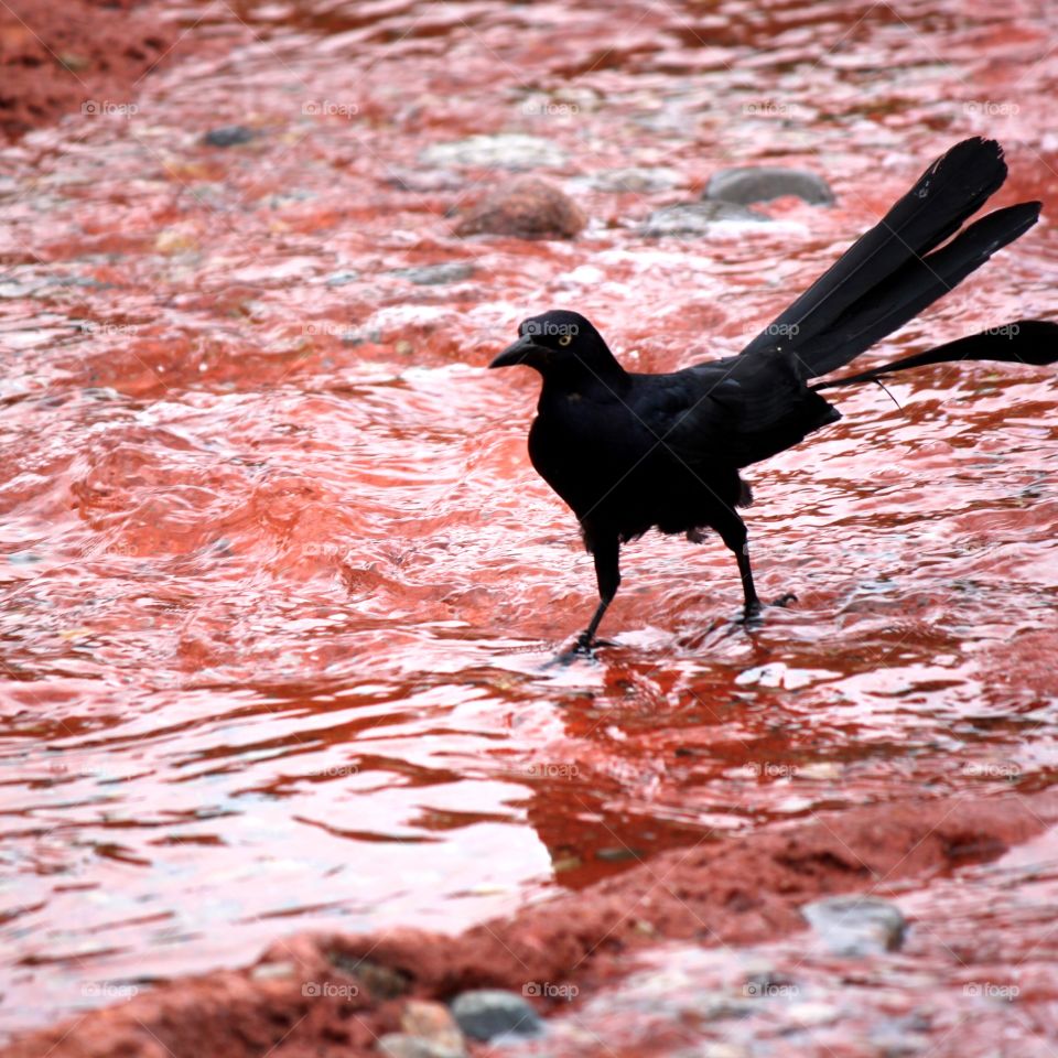 Grackle strolling in stream of water