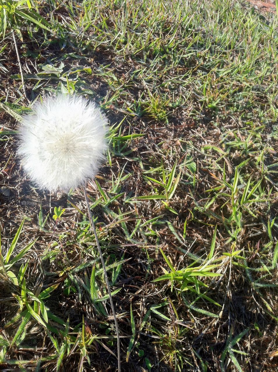 🇺🇸 In the middle of the lawn, a solitary dandelion was born and showed all its simplicity. / 🇧🇷 Um solitário dente-de-leão nasceu e mostrou toda a sua singeleza. Que também nós possamos mostrar nossa presença e importância cotidianamente.