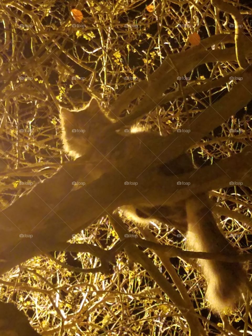 cat in tree at night