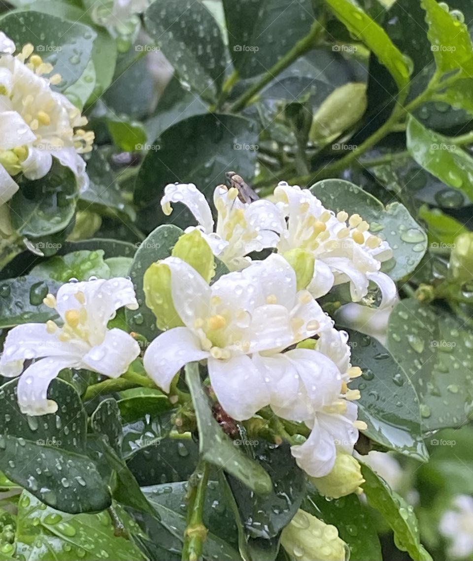Jasmine blossoms after a summer rain. 