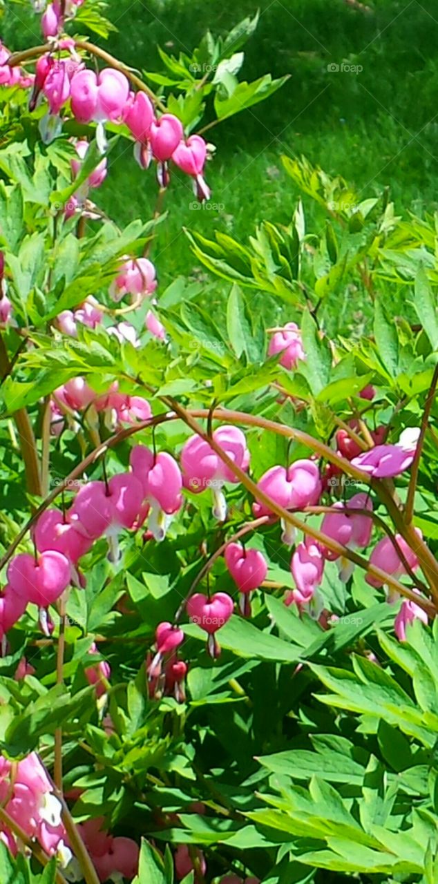 Bleeding hearts . my husband and I transplanted these beauties in our backyard and they just exploded!    my favorite part of spring 